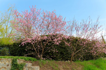 cherry trees in a sunny spring