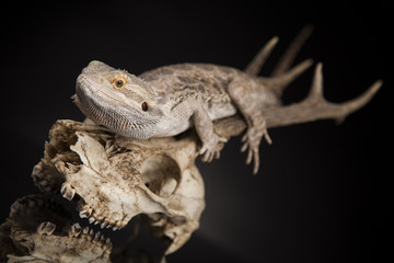 Lizard, Agama, Antlers, dragon and skull
