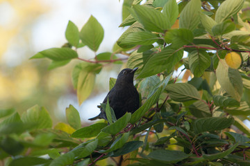 portrait of a blackbird