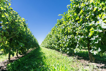 Vines at the sunny autumn day.
