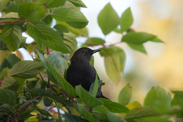 blackbird on a green branch