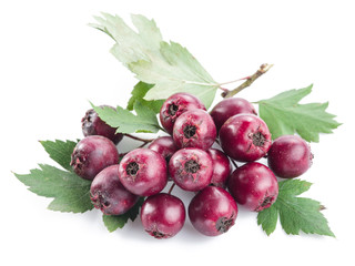 Hawthorn berries isolated on white background.