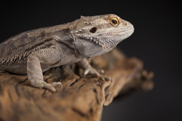 Agama bearded, pet on black background, reptile