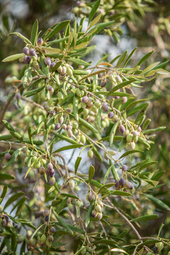 Branch of olive tree with berries on it. Closeup.