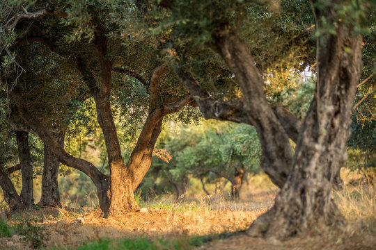 Olive trees garden.