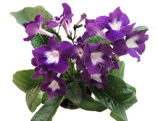 Blooming collection Streptocarpus 
