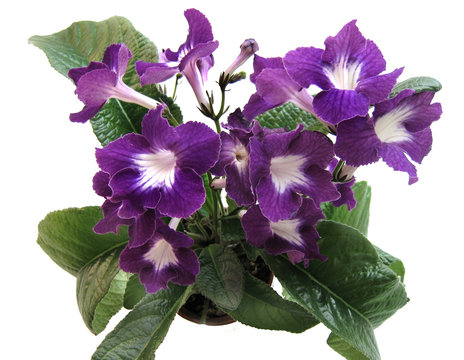 Blooming collection Streptocarpus "Night Beacon" - Expressive dark blue-purple flowers with broad white throat