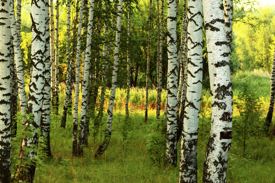 Fototapeta summer in sunny birch forest