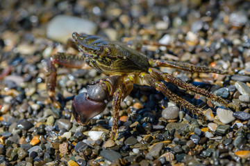 Small crab with one claw