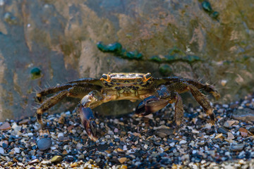Little crab hiding behind a big stone