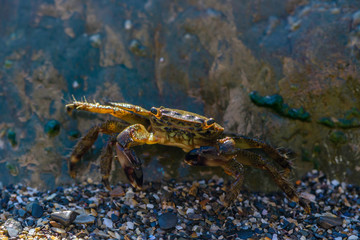 Little crab hiding behind a big stone