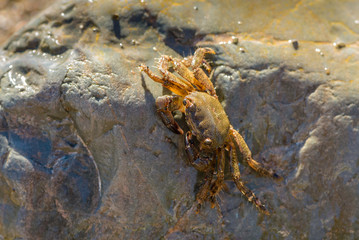 Little crab hiding behind a big stone