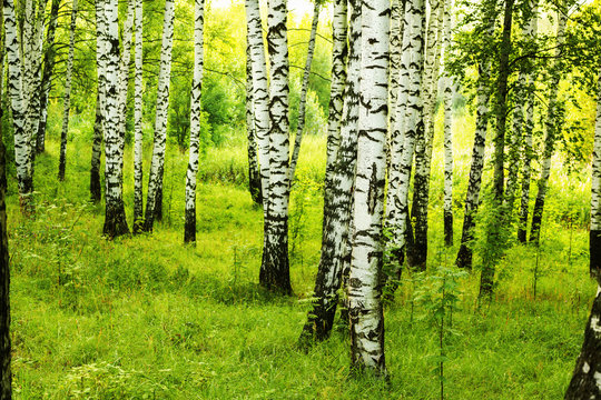 Fototapeta summer in sunny birch forest