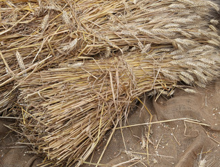 background of ripe yellow cut ears of wheat