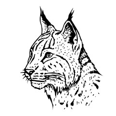 Hand drawn lynx head. Vector illustration. - obrazy, fototapety, plakaty