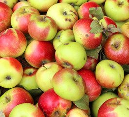 Background of red and yellow organic apples grown
