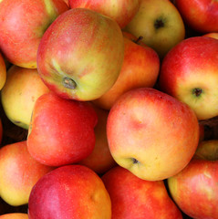 organic ripe red apples grown without chemical treatments