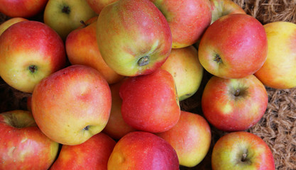 Background of red and yellow organic apples grown