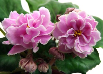 Flowers and buds of collection African violets 
