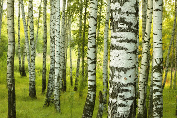 Naklejka premium summer in sunny birch forest