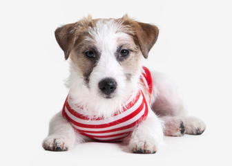Dog. Jack russell terrier puppy on white background