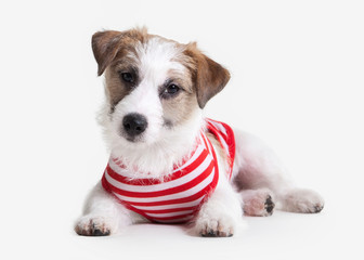 Dog. Jack russell terrier puppy on white background
