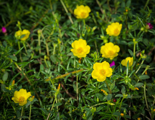 beautiful yellow flowers, selective focus