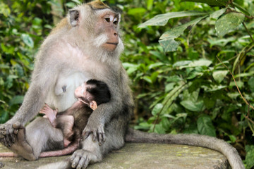 Female macaque monkey feeding her baby