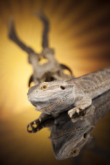 Antlers, Dragon lizard  on black mirror background