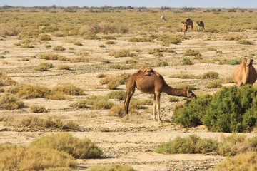Dromedaries in desert