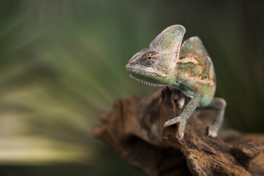 Chameleon on green mirror background