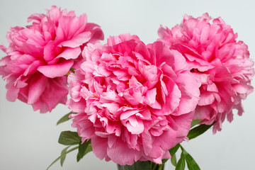 Bouquet of three pink peony isolated on gray background.