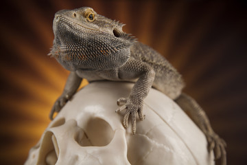 Lizard, human skull on black mirror background