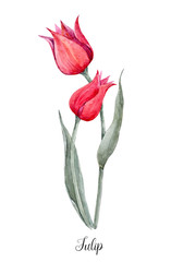 Watercolor red tulip flower