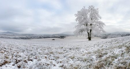 Winter with alone frozen tree, panorama nature landscape