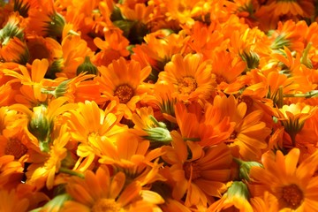 calendula flowers