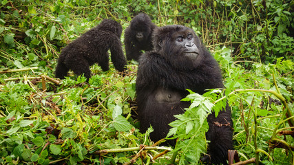 Female mountain gorilla thinking with two baby gorillas