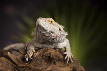Lizard root, Bearded Dragon on green background