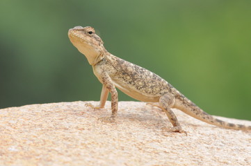 lizard
