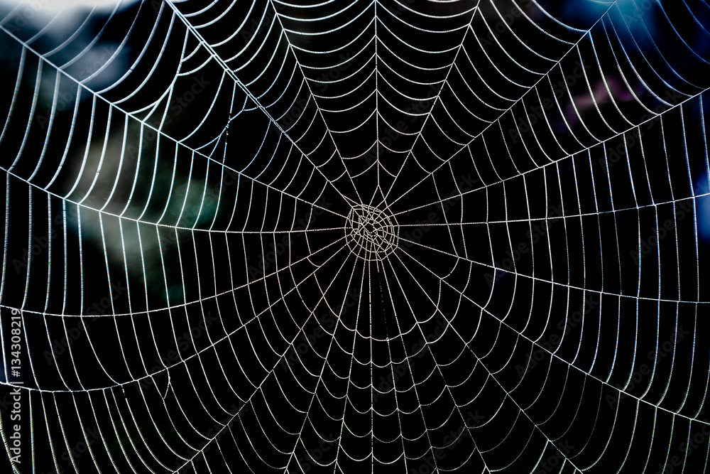 Wall mural shiny spider web with morning dew and dark background.