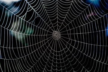 Shiny spider web with morning dew and dark background. - Powered by Adobe
