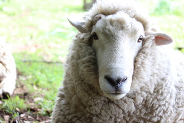 jamie sheep