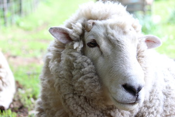 jamie sheep2