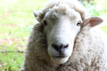 closeupsheep