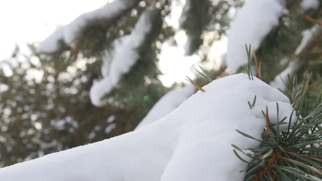Beautiful tree covered with snow, close-up view, in the frosty winter, the Christmas forest