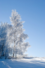 frozen tree