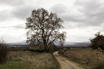 Obraz premium Tree loss cloudy
