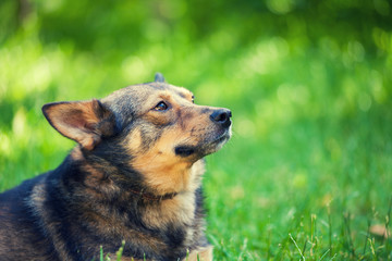 Dog sitting outdoor on the grass.