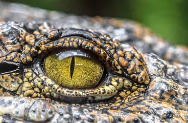 Tuinposter krokodillen ogen © Георгий Лыкин