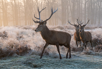 Stags in Richmond Park London